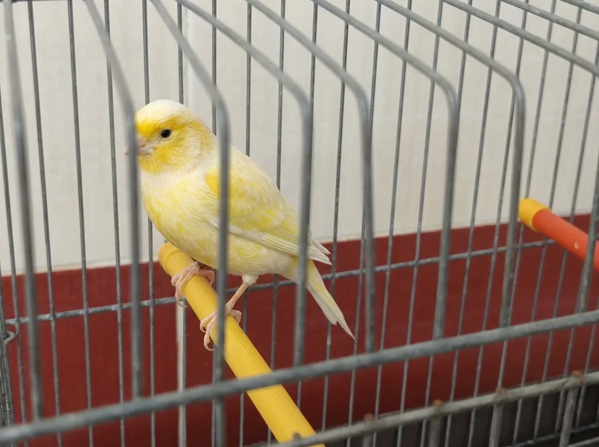 Canari Femelle Demi Mosaïque 8 Mois — Parfaite Santé