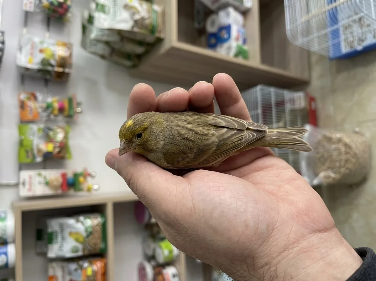 Canari Femelle Jaspe Standard 2025 — Très Belle - 1