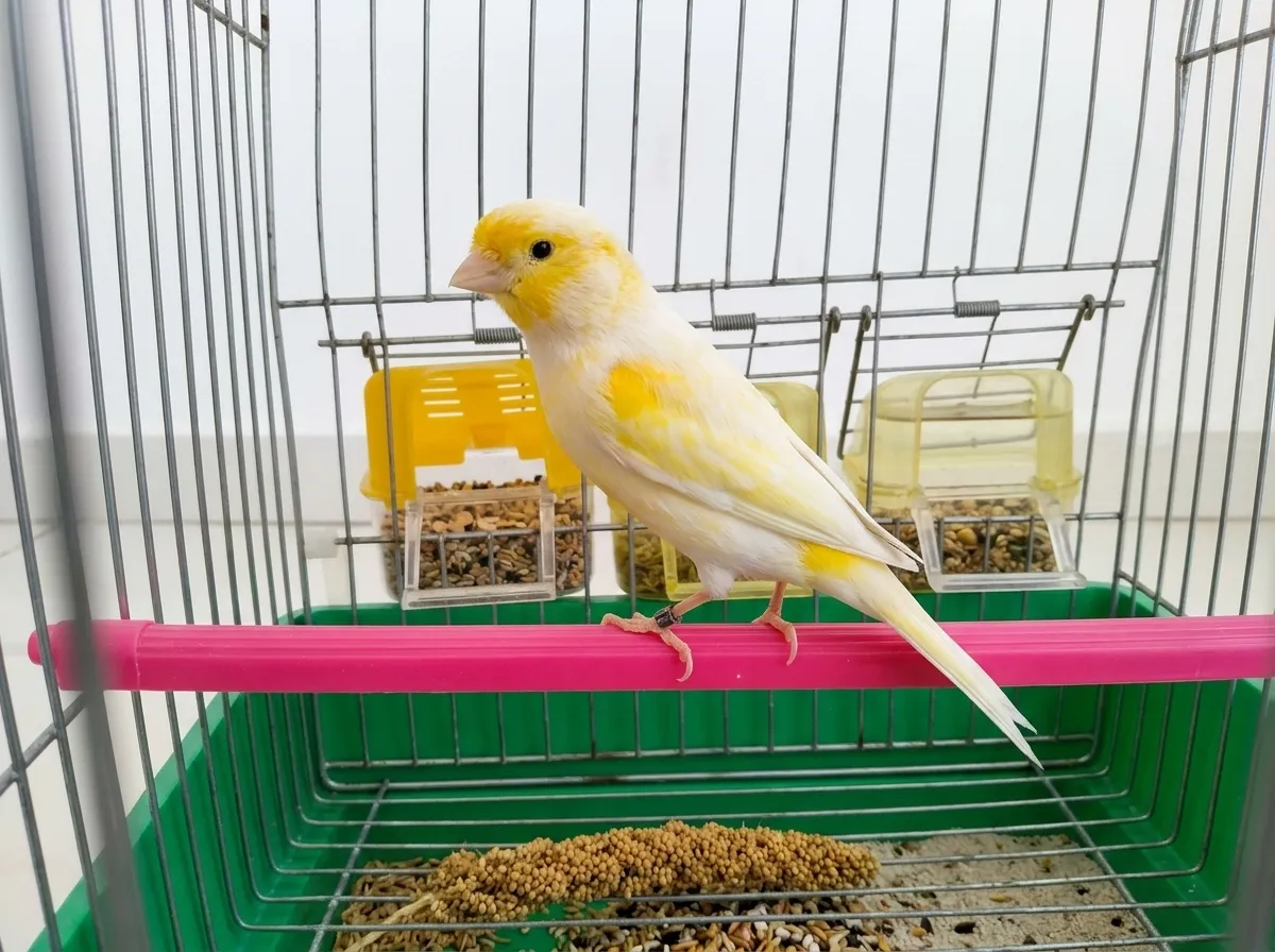 Canaris Mosaïque 2023 — Khraissia Alger